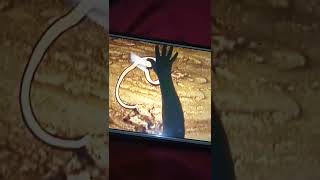 Babyfirst Sandman Horse Elephant