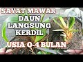 CARA MUDAH KERDILKAN DAUN BONSAI KELAPA DENGAN SAYAT MAWAR0-4 BULAN