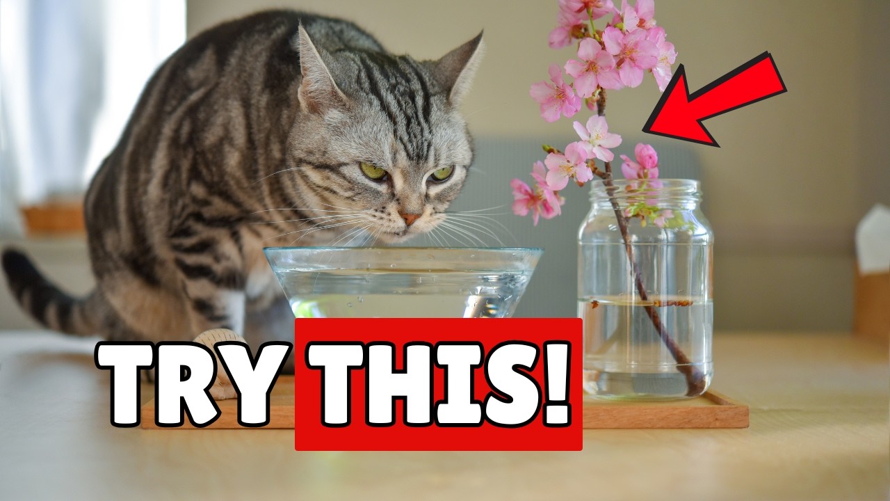 Make Your Cat Drink TWICE More Water – Easy Tricks That WORK!