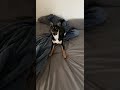 Goodest boy #dog #goodboy #play #puppypower #pets #dogshorts #cute