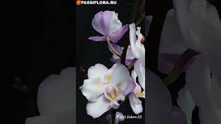 P.Liu’s Sakura KF. P.Liu’s Sakura KF.
