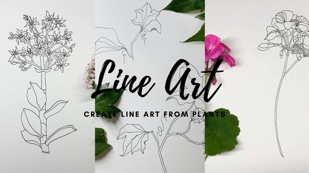 Line Art Creating LINE ART DRAWING: Create line art designs from plants [Tayla Barber Art ...