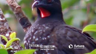 Voces De La Conservación Pueblo Awála Pava De Orton Penelope Ortoni Ha Experimentado
