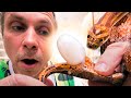 EGG BOUND SNAKE!! SATISFYING EGG REMOVAL TO SAVE HER LIFE!! | BRIAN BARCZYK