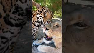 Jaguar Loves Lioness