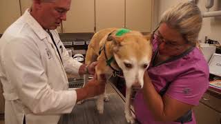 Center Veterinary Clinic Welcome Tour
