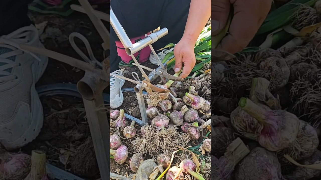 garlic farming techniques 