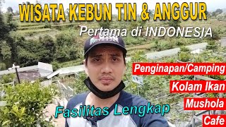 Wisata Kebun Tin & Anggur di Bandung Barat KBB Terbesar dan Terlengkap, Firizco  Ficus Rizqu Corner