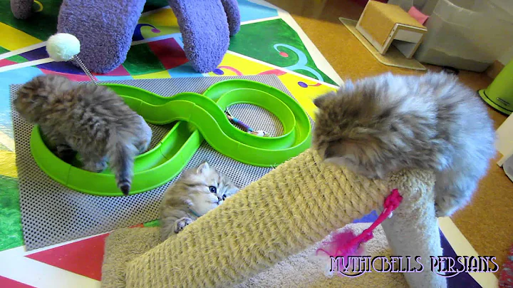 Video 3459831: shaded golden persian kitten, kittens litter