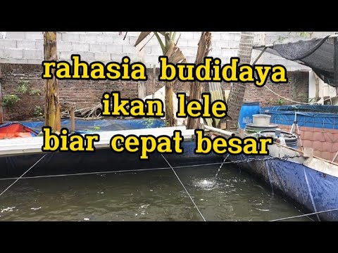 Rahasia ikan lele biar cepat besar 