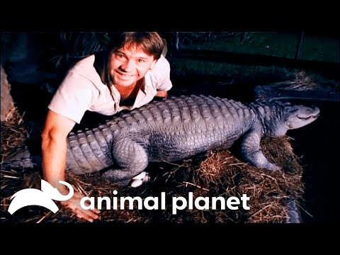 Steve Irwin helps an infertile alligator breed! | Crocodile Hunter | Animal Planet