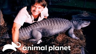 Steve Irwin Helps An Infertile Alligator Breed Crocodile Hunter Animal Planet