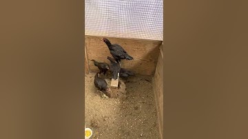 Qaib noob qaib black bull