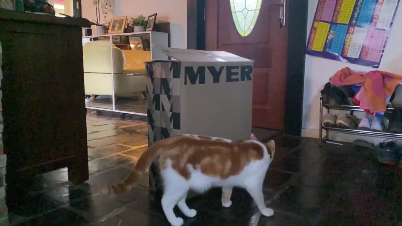 Cat crazy jump in slow motion
