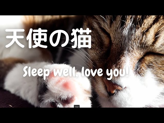 天使の猫～Sleep well, love you～