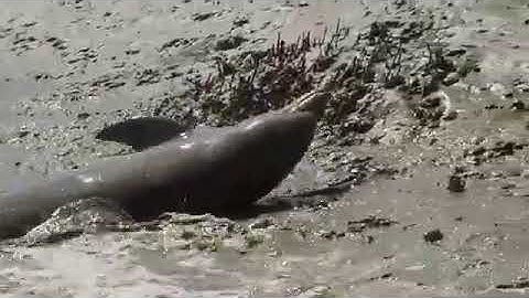 Unit 1  Great egret and dolphin fishing (R&W Unlock 3)