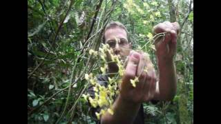 plantas comestiveis (orquidea oncidium) - thptnganamst.edu.vn