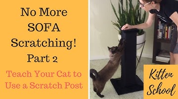 How to Teach Your Cat to Use a Scratching Post - Part 2