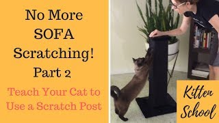 How to Teach Your Cat to Use a Scratching Post  Part 2