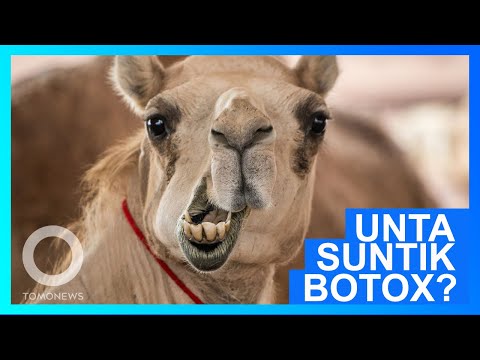 Video: Botox Dilarang Ikut Kontes Kecantikan Unta