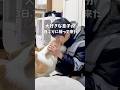 【Instagram390万回再生】大好きな息子が合宿から帰宅♪3日ぶりの再会のトリオ🐶なっちゃん爆発的歓迎💥ココちゃんも彼女ポジションでまったり💕 #コーギー多頭飼い #コーギー #犬と子供