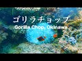 ニモに逢いに行く | ゴリラチョップ |  本部町 | 沖縄 | シュノーケリング | 4K