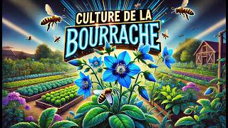 Culture De La Bourrache Du Semis À La Floraison Guide Complet