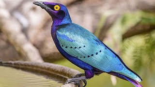 Purple starling (Lamprotornis purpureus) | close view
Purple starling (Lamprotornis purpureus) close view. The purple starling (Lamprotornis purpureus), also known as the purple glossy starling, is a member of the starling family of birds.
The adults of these stocky 22–23 cm long birds have a metallic purple head and body, and glossy green wings. They have a short tail and a yellow eye.
This is a gregarious and noisy bird, with typical starling squeaks and chattering. Like most starlings, the purple starling is omnivorous, eating fruit and insects. More... https://indianbirds.thedynamicnature.com/
Scientific classification:
Kingdom: Animalia
Phylum: Chordata
Class: Aves
Order: Passeriformes
Family: Sturnidae
Genus: Lamprotornis
Species: L. purpureus
#Birds #Starling #YouTubeBirds Purple starling (Lamprotornis purpureus) | close view