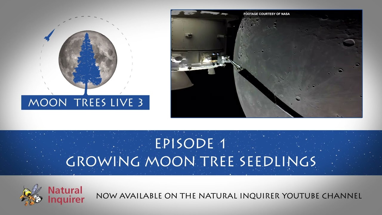 Moon Trees LIVE 3: Episode 1 on the Natural Inquirer YouTube Channel