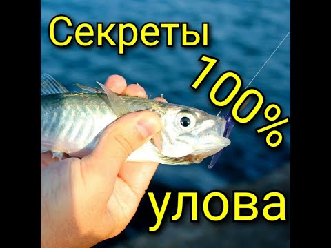 Как ловить ставриду