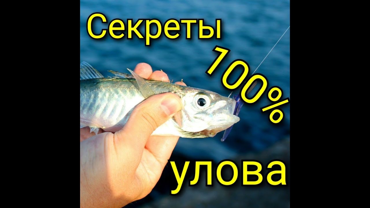 Как ловить ставриду на Чёрном море с каждого заброса!!!