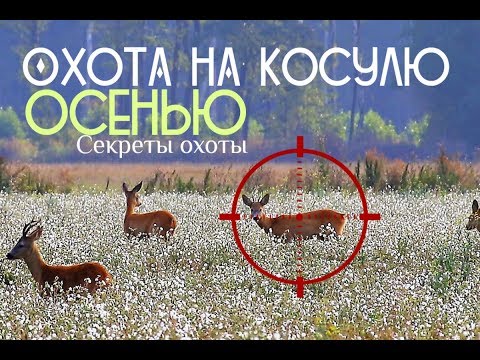 Как правильно охотиться на косулю осенью?