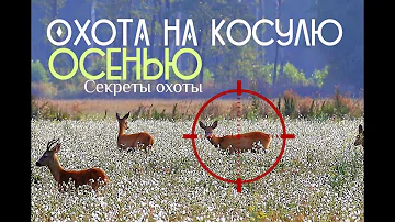 Как правильно охотиться на косулю осенью?