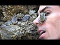 Frog Army Vs Muh Face, Come Get Some Nature You Mothers! & Fathers, Sons & Daughters. Fun Travel!