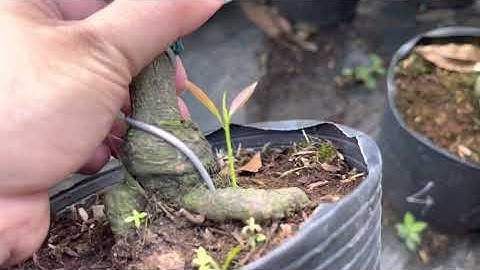 Cúc hoa Hồng thanh Tú, 0397142252 hoặc 0947873959