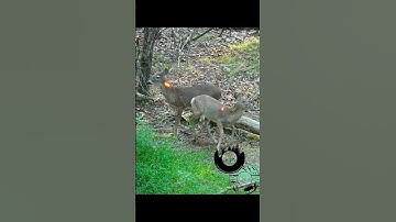 SHOOTING 2 DEER AT ONCE 😤 #hunting #archery #bowhunting #wildlife