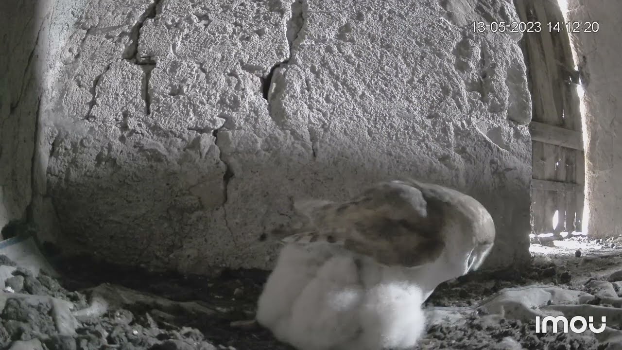 #10 Chouettes Effraies