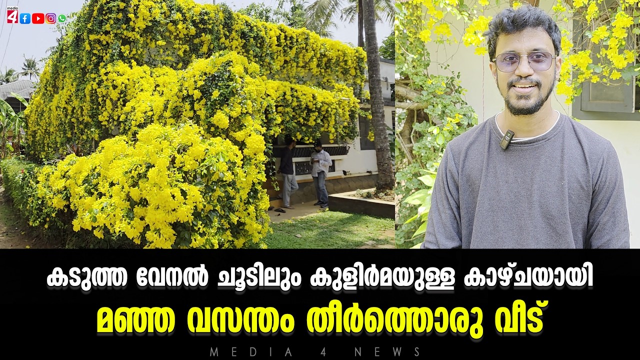 കടുത്ത വേനൽ ചൂടിലും കുളിർമയുള്ള കാഴ്ചയായി മഞ്ഞ വസന്തം തീർത്തൊരു വീട്
