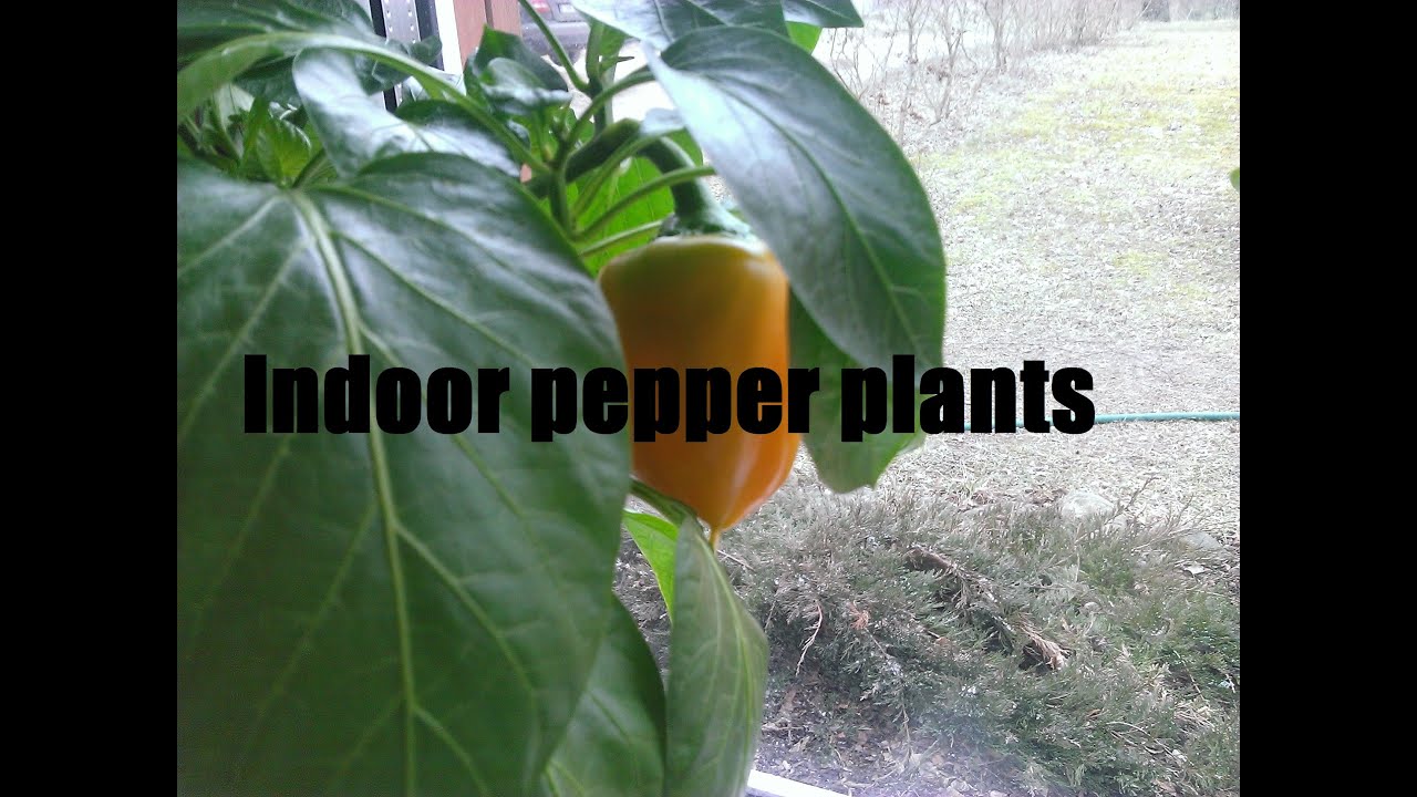 My indoor pepper plants YouTube