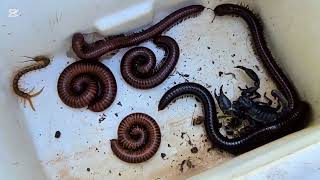 Amazing Discovered! Catch Millipedes Close-up, Centipede And Scorpions In The Wet Colony