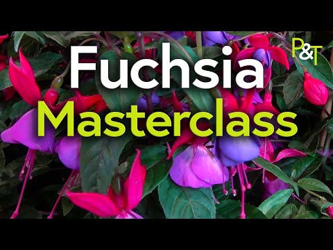 Video: Gartenmeister Fuchsia Care: scopri come coltivare le fucsie Gartenmeister