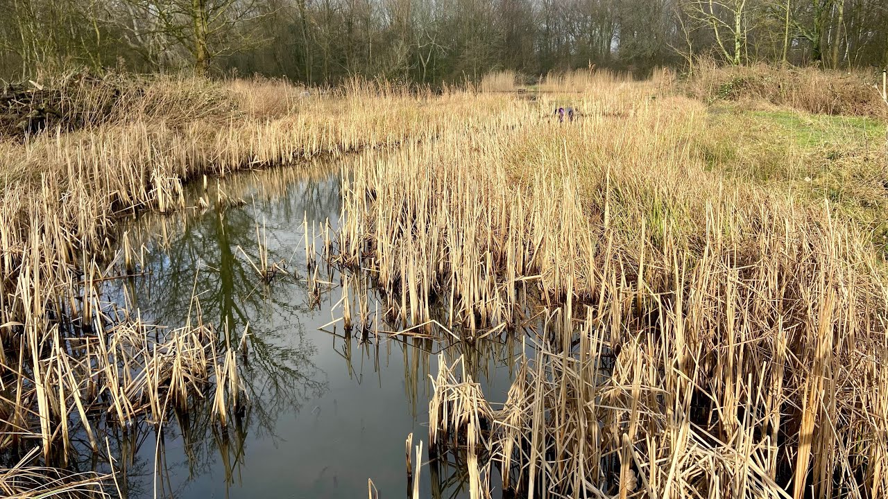 Delftse Hout tot aan het Arboretum