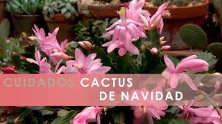 Cuidados del ave del paraíso - Decogarden - Jardinatis - YouTube