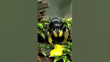 The Ant That Explodes 💥🐜 | Nature’s Tiny Bomb