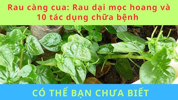 Rau càng cua mọc hoang và 10 tác dụng chữa bệnh ít ai ngờ