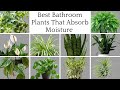 12 Bathroom Plants That Absorb Moisture / Indoor Plants That Absorb Humidity / Houseplants