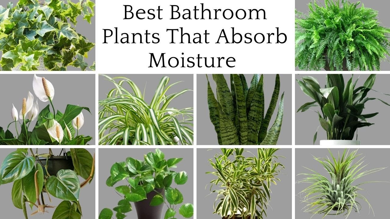 12 Bathroom Plants That Absorb Moisture / Indoor Plants That Absorb Humidity  / Houseplants 