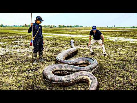 MEDO! O DRONE REVELOU UMA SUCURI ENORME NO PANTANAL DA COLÔMBIA! 🇨🇴Caçadores de Anacondas - EP 3