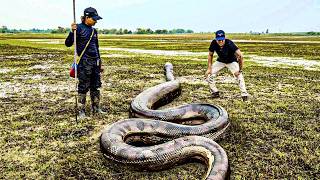 ENCONTRAMOS A MAIOR SUCURI DO PANTANAL COLOMBIANO! 🇨🇴 Caçadores de Anacondas - E3