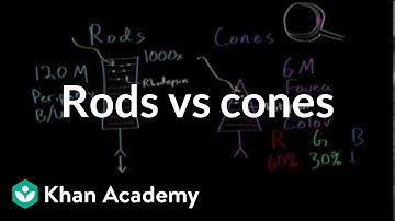 Photoreceptors (rods vs cones) | Processing the Environment | MCAT | Khan Academy